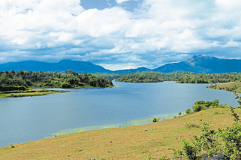 Wild wisdom from Wayanad
