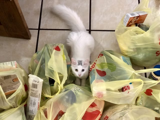You vs plastic bags