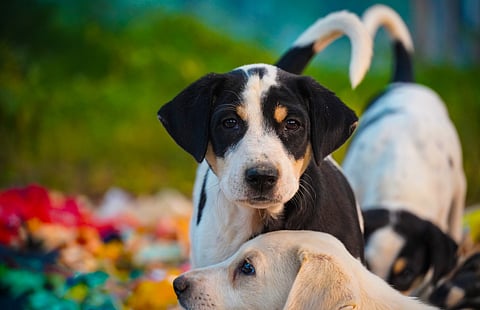 Jharkhand to adopt 'Rajgir model' for its tiger safari in Palamau