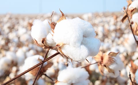 Naturally coloured cotton revival hit by funding crunch