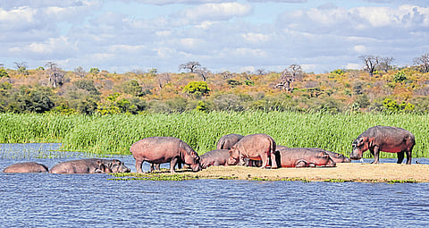 India’s wetlands idea makes a splash in Zimbabwe