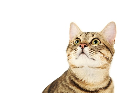 Japan’s cat island