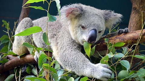 Cute koalas can now fight a deadly sickness