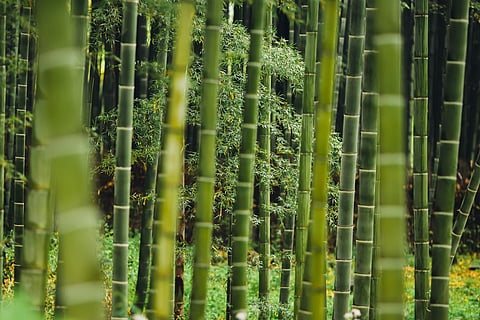 World Bamboo Day: Why the bamboo plant is stronger than steel