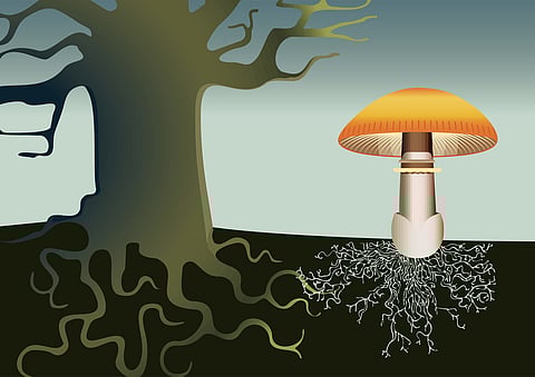 Heard of 'wood-wide web'?