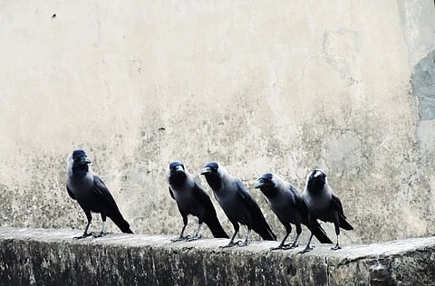 Why is a group of crows called a ‘murder’?