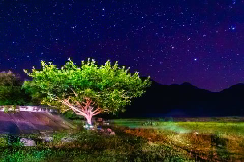Why do trees in Mexico release glowing spores at dusk?