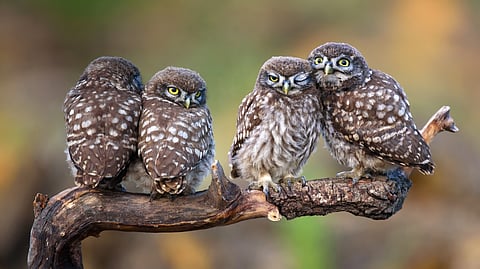 Why is a group of owls called a ‘parliament’?