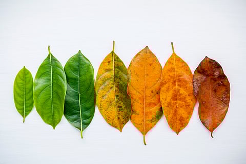 Discover the many leaves of English idioms