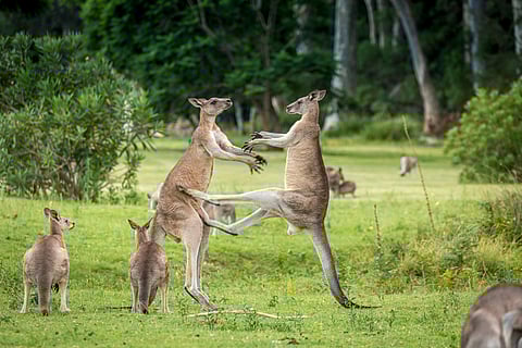 How do kangaroos use their toe claws as weapons during fights?