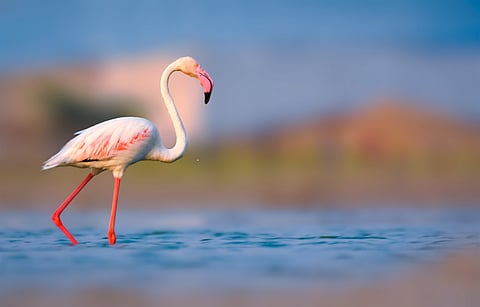 Why do flamingos turn pink from what they eat?