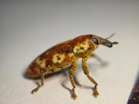 Why do some insects pretend to be dead when touched?