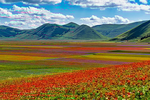 Why do streets of Italian town turn red with flowers every summer?