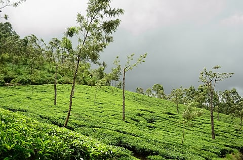 Inside India’s tea estates