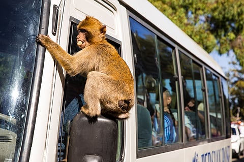 Why does Gibraltar have monkeys roaming like locals?