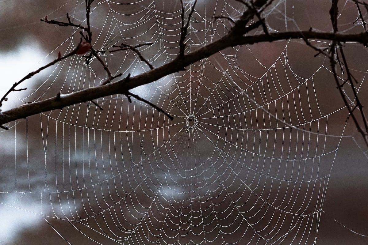 Why are cobwebs formed mostly on ceilings?