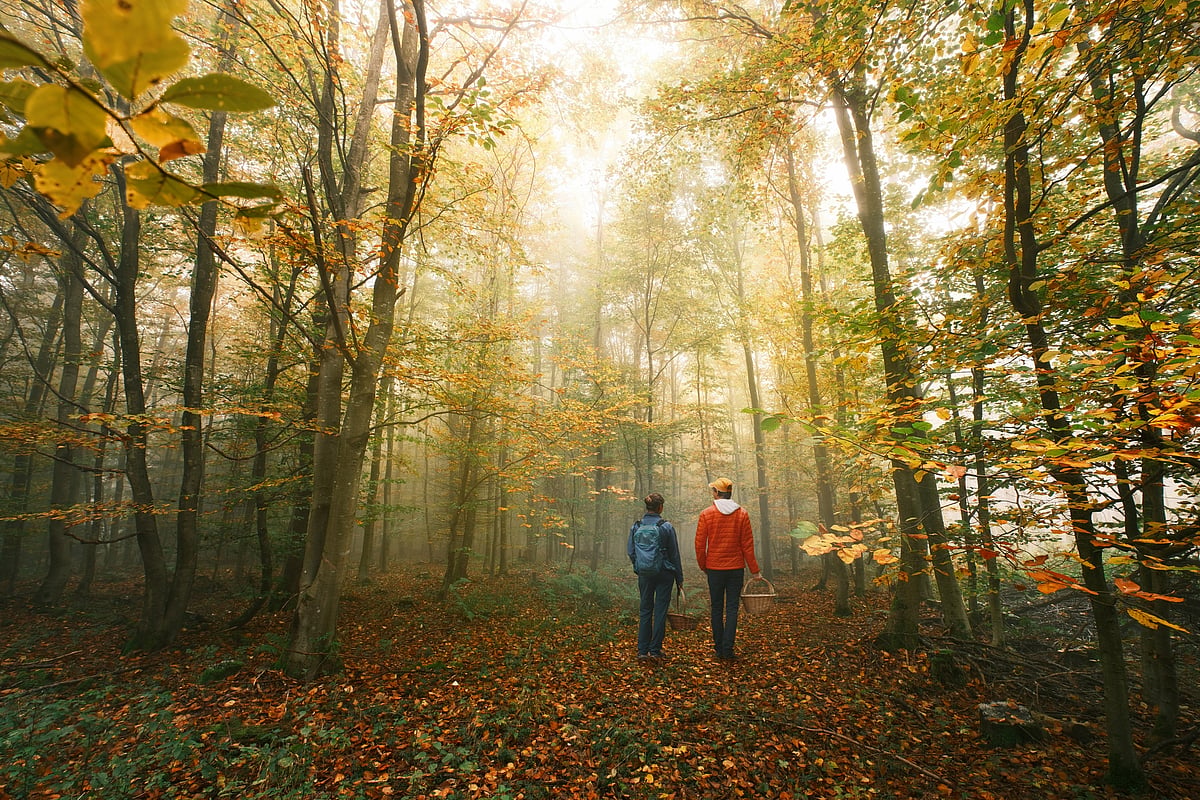 Why do Germans love forest walks?