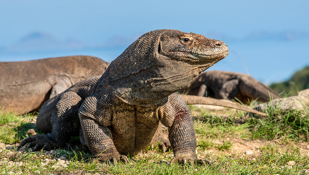 The island where people live with dragons