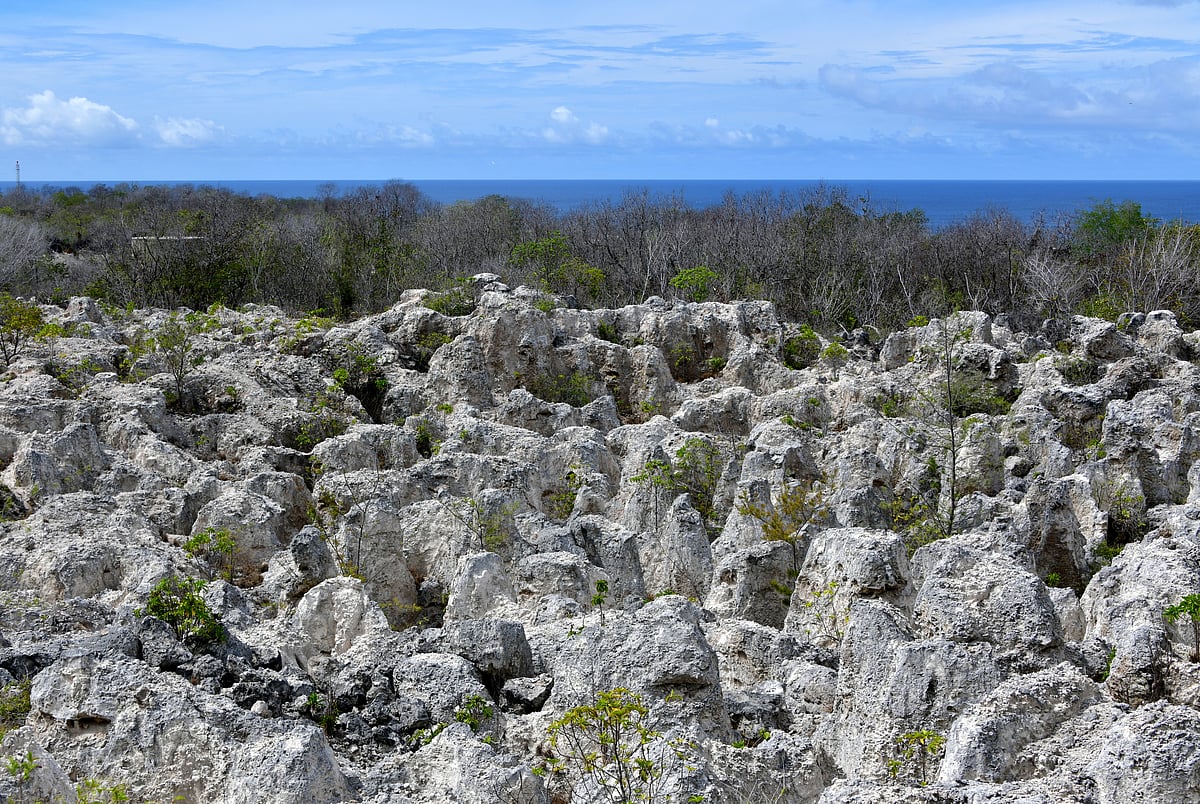 The island where birds built mountains
