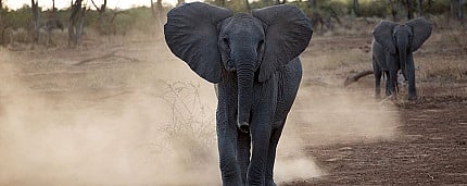 De Beers Group to Move 200 Elephants from South Africa to Mozambique in Major Conservation Effort