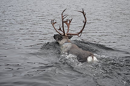 ALROSA to spend circa RUB 30 bln on environment