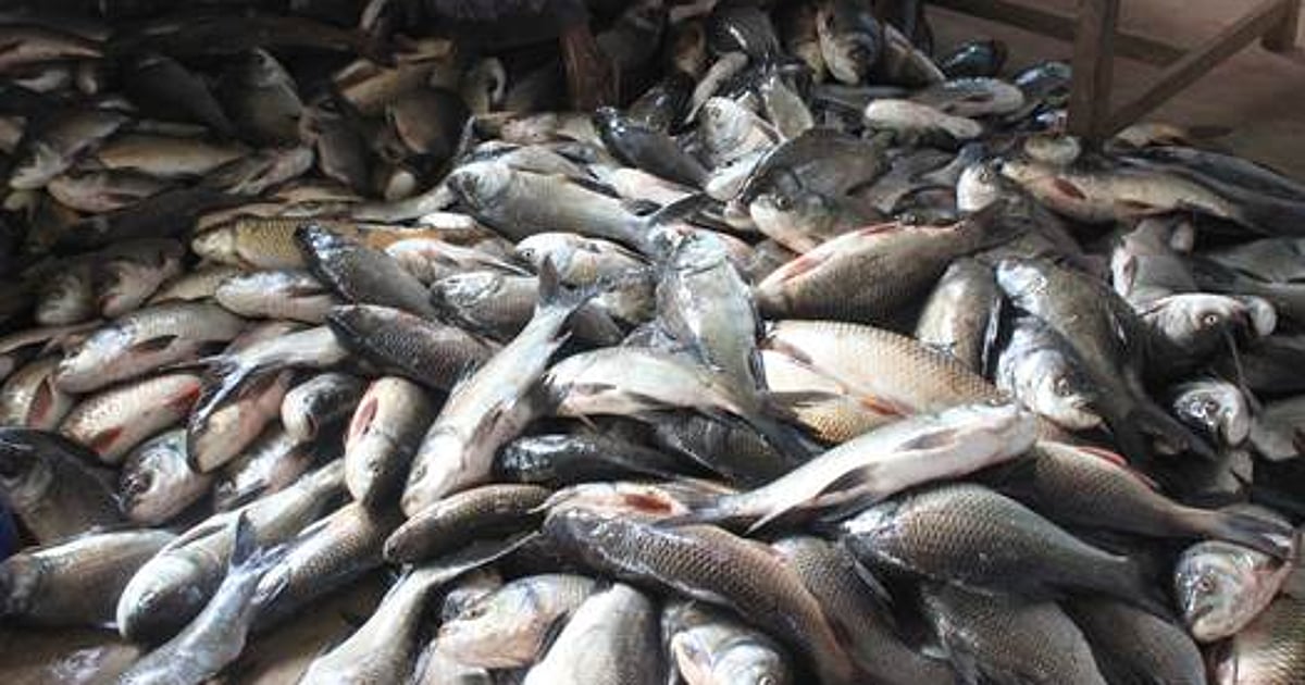 மீன்பிடி தடைக்காலம் தொடக்கம்: மீன்கள் விலை உயர வாய்ப்பு