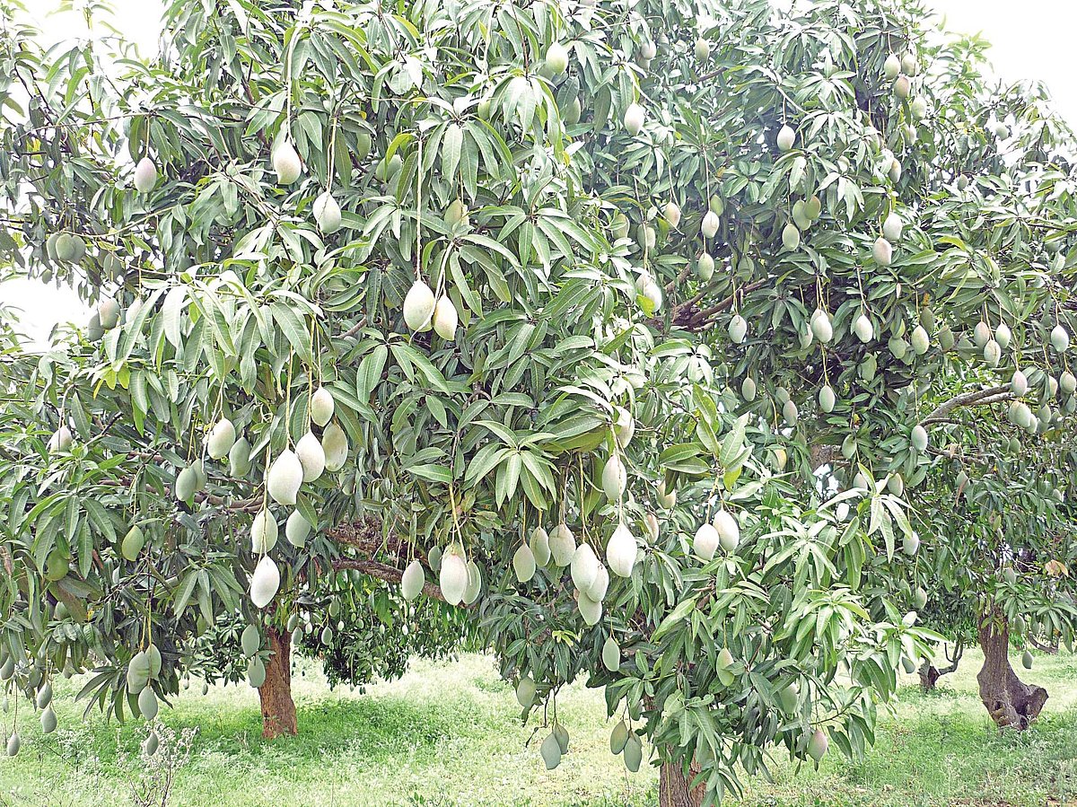மரங்களின் வரங்கள்! மா மருந்து - மா மரம்