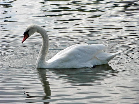 Stratford’s Best Liquid Assets