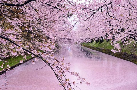 Hirosaki Park, Aomori, courtesy of JNTO