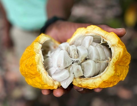 Cacao Pod at Emerald Farm. Photo by Adam Waxman/DINE magazine.