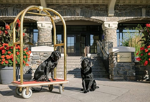 Canine Ambassadors, Fairmont Banff Springs Hotel 