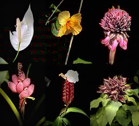 Collage of flowers of Martinique. PHOTO BY ADAM WAXMAN/DINE MAGAZINE