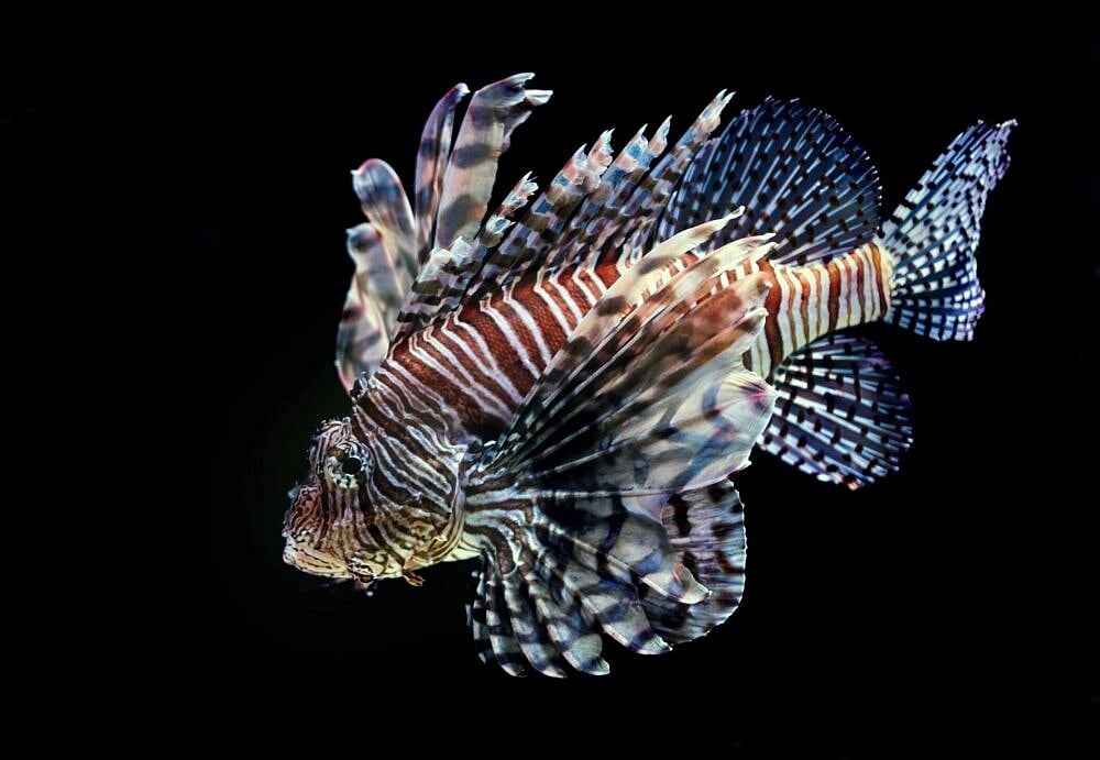 The Lion Fish in Conservation Cuisine The Lion Fish in Conservation Cuisine