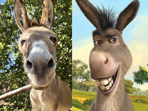 Morreu aos 30 anos o burro Perry, que inspirou a personagem no filme "Shrek"
