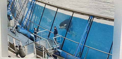Marineland. O maior parque marinho da Europa encerrou e procura destino para duas orcas