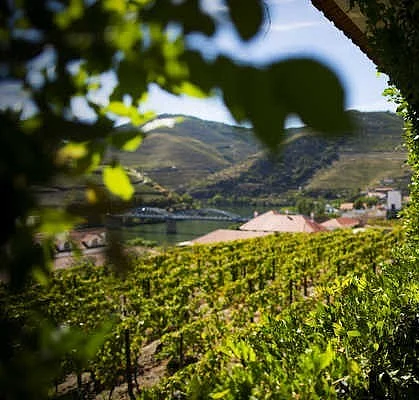 A Região Demarcada do Douro conta com cerca de 44 mil hectares de vinha