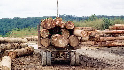 Esquema ilegal coloca madeira russa ilegal na UE. Portugal está envolvido 