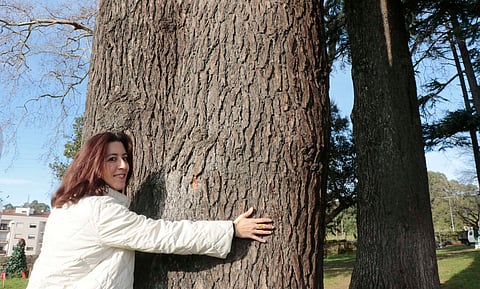 A vereador do Ambiente de Gondomar, Ana Luísa Gomes, abraça u dos exemplares dos 'gigantes verdes' na Quinta das Freiras