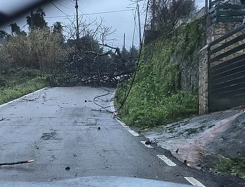 Ventos fortes provocam queda de árvores e postes e danos em casas em Portalegre