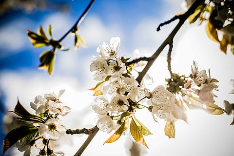 Comboio especial da CP leva turistas a ver as cerejeiras em flor