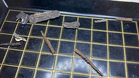 Estudo identifica nova espécie de réptil primitiva que viveu em Portugal