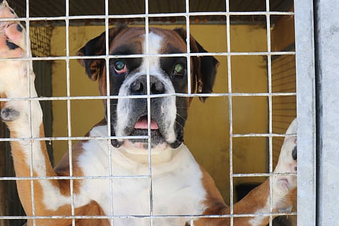 PSP deteve 326 pessoas por crimes ambientais e maus tratos de animais nos últimos três anos
