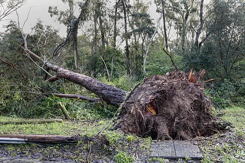 Zona de Monsanto tem sido das mais afetadas em Lisboa.