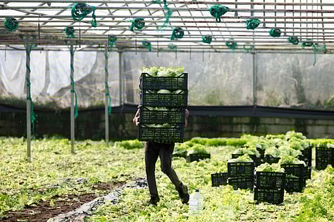 PortugalFoods destaca participação recorde na ANUGA e antecipa subida das exportações

