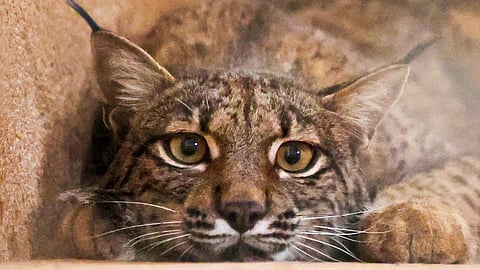 Linces "avós, mães e netas" espalham-se pela Península e quebram tabús há 15 anos