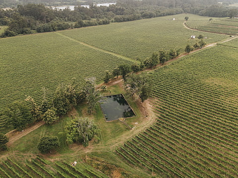 Granvinhos apresenta os seus primeiros vinhos do Minho