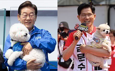 O liberal Lee Jae-myung, favorito nas sondagens, e o conservador Kim Moon-soo posam com cães durante a campanha. Segundo os media sul-coreanos, a ideia é suavizarem as imagens de “duros”.