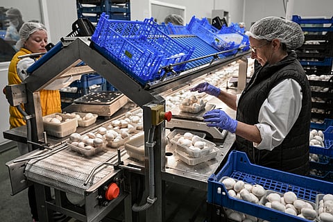 Dentro de dois anos, a Cuga quer vender mais de 6000 toneladas de cogumelos frescos. 
