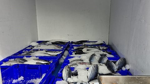 GNR apreende 240 quilogramas de atum bonito na ilha do Pico