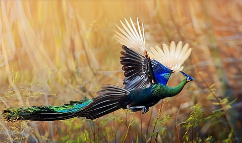 Na China, o pavão-verde é a única espécie de pavão nativa, tendo o seu principal habitat na província de Yunnan.